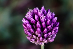 Allium rotundum jajlae