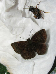 Bolla boliviensis