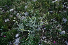 Sideritis catillaris