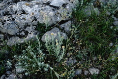 Helichrysum graveolens