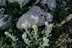 Helichrysum graveolens