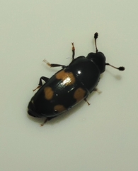 Glischrochilus grandis