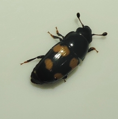 Glischrochilus grandis