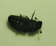 Glischrochilus grandis