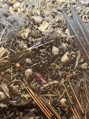 Alphitobius diaperinus