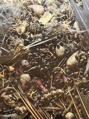 Alphitobius diaperinus