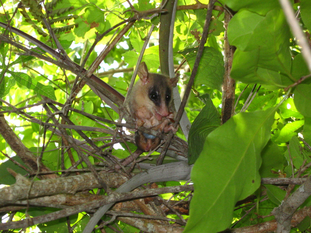 Grey Mouse Opossums