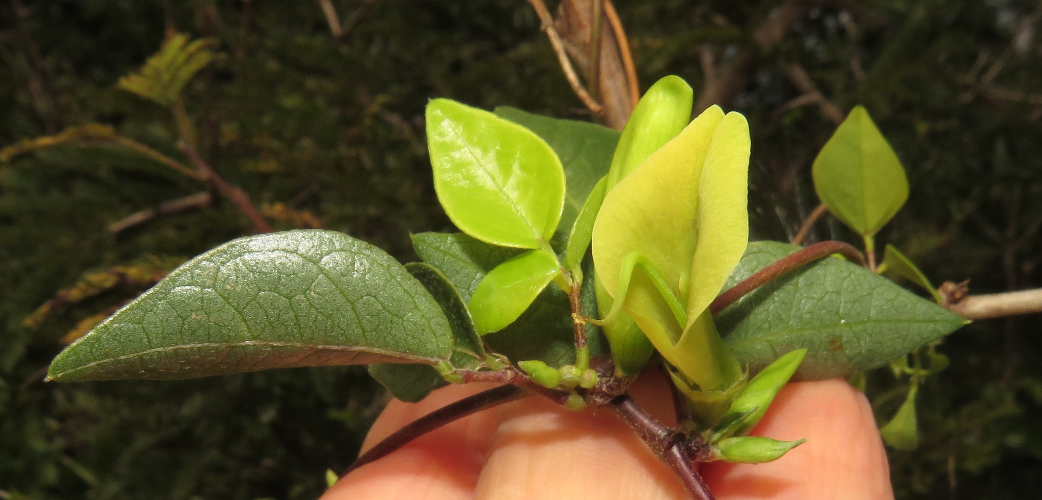 Macrotyloma axillare var. glabrum