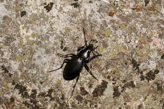 Carabus sibiricus bosphoranus