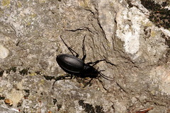 Carabus sibiricus bosphoranus