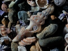 Marmorofusus nicobaricus