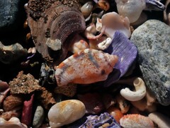 Canarium microurceum