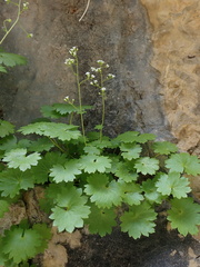 Sullivantia hapemanii