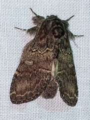 Peridea bordeloni
