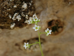 Sullivantia hapemanii