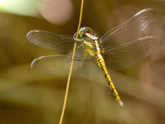Orthetrum luzonicum