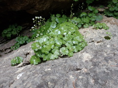 Sullivantia hapemanii