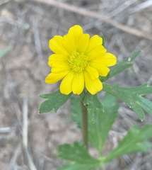 Ranunculus petiolaris