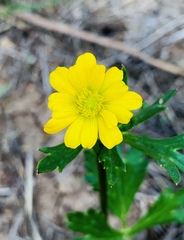 Ranunculus petiolaris