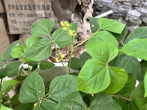 Vigna angularis iNat (1)