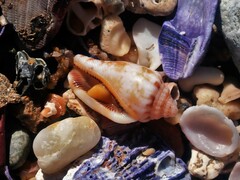 Canarium microurceum