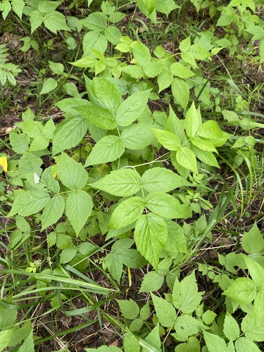 Rubus idaeus iNat (1)