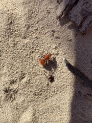 Dasymutilla flammifera