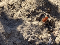 Dasymutilla flammifera