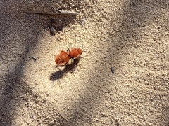 Dasymutilla flammifera