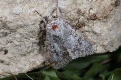 Acronicta auricoma