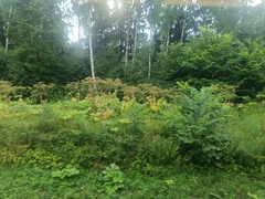 Heracleum sosnowskyi