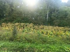 Heracleum sosnowskyi