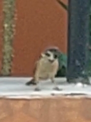 Passer montanus malaccensis