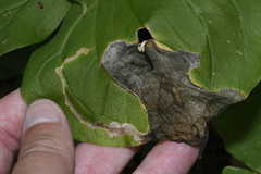 Parallelomma vittatum
