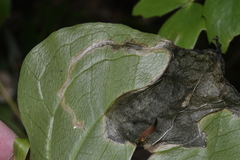 Parallelomma vittatum