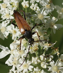 Pedostrangalia pubescens