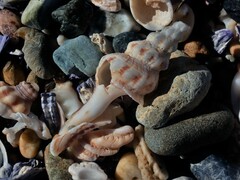 Marmorofusus nicobaricus