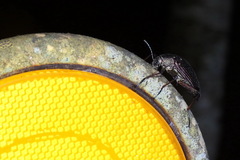 Andocamaria formosana