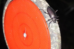Andocamaria formosana