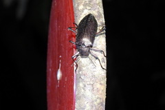 Andocamaria formosana