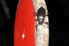 Andocamaria formosana