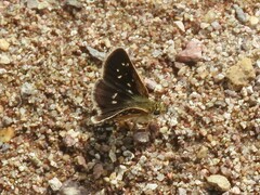 Piruna aea