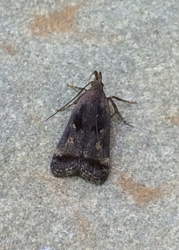 Two-spotted Dichomeris Moth