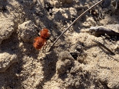 Dasymutilla flammifera