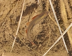 Cyprinella lutrensis