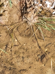 Cyprinella lutrensis