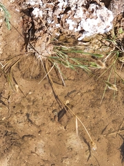 Cyprinella lutrensis