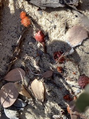 Dasymutilla flammifera