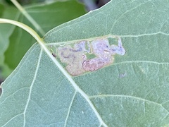 Stigmella populetorum