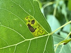 Stigmella populetorum